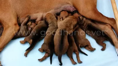 Birth of puppies. Help the dog. ✓ 🔥🔥🔥 - YouTube