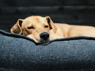 Домик для собаки в квартиру - Вольер Клетка - 80х140х70 2 секции черный -  купить с доставкой по выгодным ценам в интернет-магазине OZON (539302135)