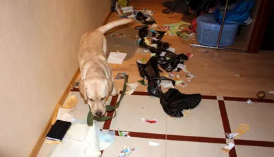 Собака гадит писает дома | Дрессировка собак Киев | Кинолог Сергей  Шаргородский