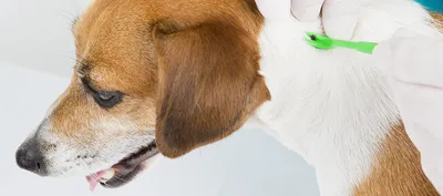 Что делать, если собаку укусил клещ - описание симптомов, советы, лечение