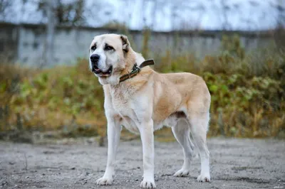 очаровательный бежевый пушистый метис собака летом Стоковое Фото -  изображение насчитывающей приятельство, ангстрома: 222454330