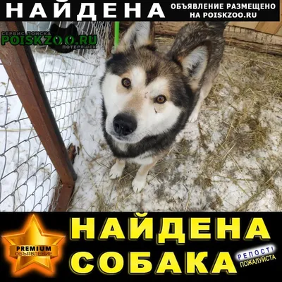 Шикарный мальчик метис породы Колли ищет: 1 KGS ᐈ Собаки | Бишкек |  68274282 ➤ lalafo.kg