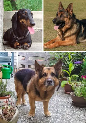 Метисы собак разных пород фото фотографии