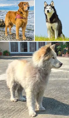 17 собак-метисов, которые своей красотой затмят чистокровных собратьев /  AdMe