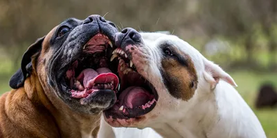 10 фото плодов любви собак разных пород, глядя на которые только диву  даваться