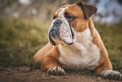 Собаки каких пород живут дольше и почему: исследование ученых | СП -  Новости Бельцы Молдова