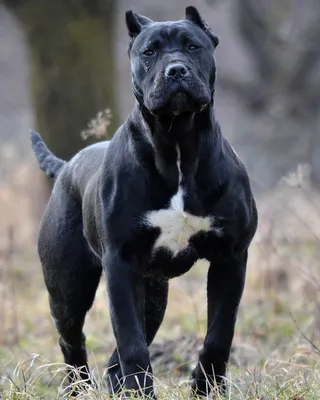 Черный метцнер порода собак — 2-Kartinki.Ru