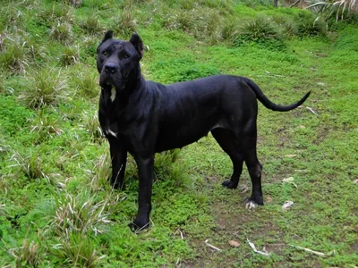 Черный метцнер порода собак - 72 фото