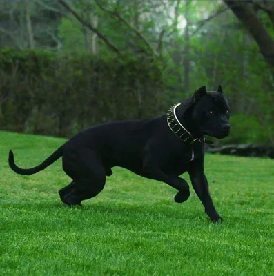 Черный метцнер порода собак — 2-Kartinki.Ru