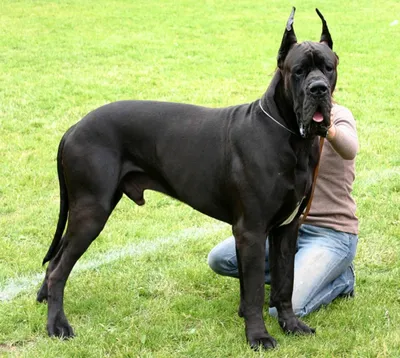 Черный метцнер собака - 67 фото