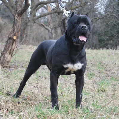Ответы Mail.ru: Покажите мне фото собаки породы Черный Метцнер (извините,  если не правильно написала)