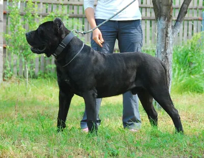 Порода собак черный Метцнер (67 фото)