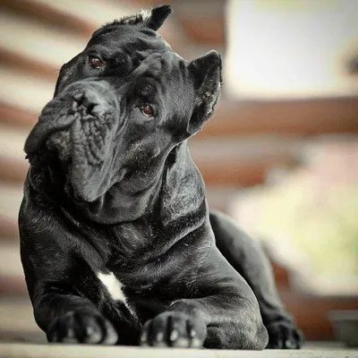 Черный метцнер собака - 79 фото