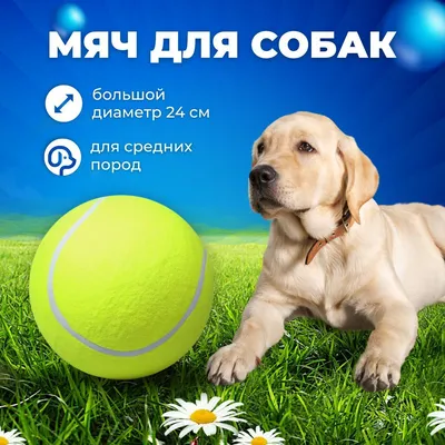 Игрушка для собак из резины 'Мяч-регби', 93мм - купить с доставкой в  интернет-магазине О'КЕЙ в Сочи