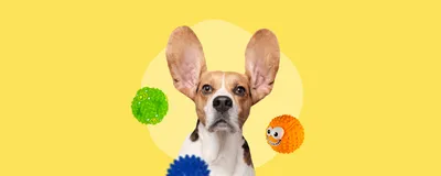 Игрушка-пищалка, мячик-мордашка для собак (10 * 10 * 9 см). NUNBELL.
