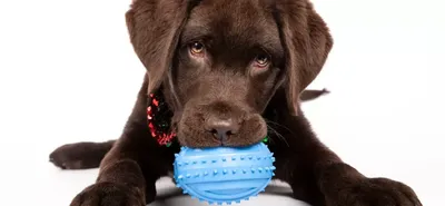 Mr.Kranch игрушка для собак Мяч с ароматом курицы, синий, 6,5 см - купить в  Москве | КотМатрос