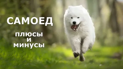 Белоснежные волки: в Бийске растет популярность собак породы самоед