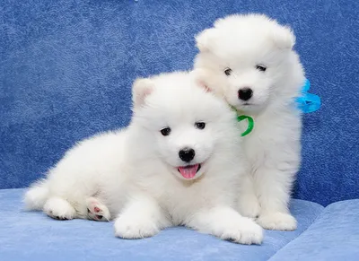 Белая пушистая собака самоед (32 фото) | Мемы про собак, Пушистые собаки,  Симпатичный щенок