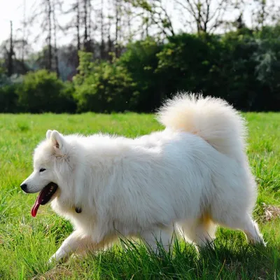 Самоедская лайка: 6 фактов об одной из самых древних собак в мире - Узнай  Россию