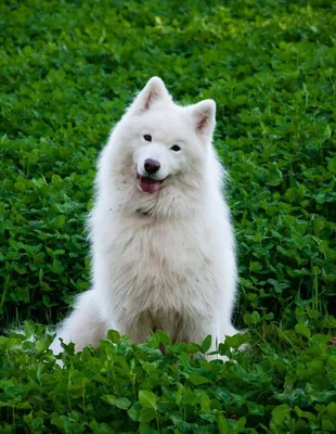 Самоедская собака в парке. большая белая пушистая собака на прогулке |  Премиум Фото