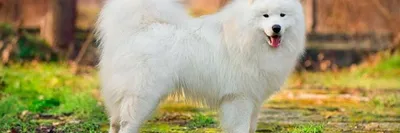 белая пушистая самоедская собака зевает на природе Стоковое Изображение -  изображение насчитывающей симпатично, красивейшее: 217725285