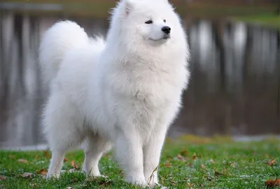 Картинки Самоедская собака Собаки Белый животное 2048x1536