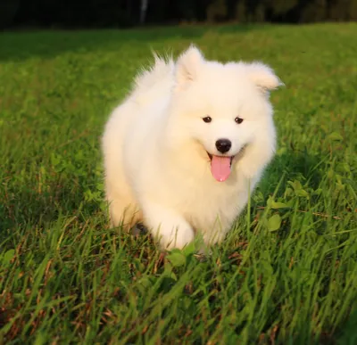 Белая самоедская собака в лавандовом…» — создано в Шедевруме