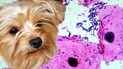 У бродячих собак в Индии выявили опасный для человека грибок | Ветеринария  и жизнь