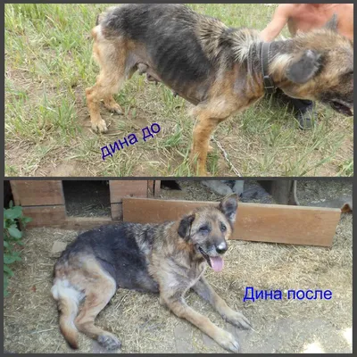 Блефарит у собак, или воспаление век | ВКонтакте
