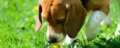 Атопический дерматит у собак – что это? Общее описание, причины, терапия |  Dog Breeds | Дзен