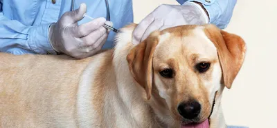 Инфекционные заболевания животных и их диагностика в ветеринарии |  «ДИАКОН-ВЕТ»