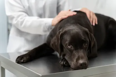 Показания к операции холецистэктомии у собак