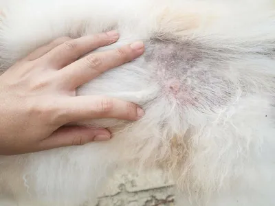 Симптомы розового лишая у собак и лечение