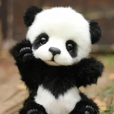 Милая панда - национальное сокровище изображение_Фото номер 501653868_JPG  Формат изображения_ru.lovepik.com