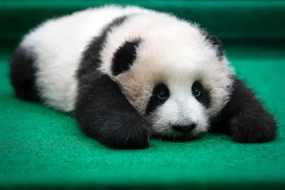 Самая милая панда, реалистично, …» — создано в Шедевруме