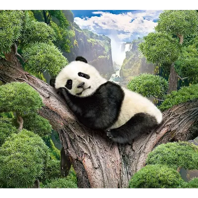 Самая красивая Панда в мире - красивые фото