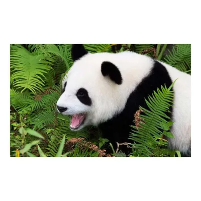 Файл 3MF Помощник держателя \"Милая панда 🛁・3D-печатная модель для  загрузки・Cults