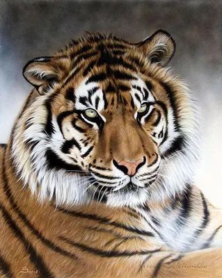 Создать мем \"тигр милый, тигр животное, тигр большой\" - Картинки -  Meme-arsenal.com