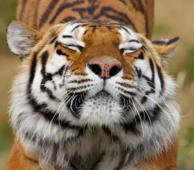 Милый тигр для срисовки - 77 фото