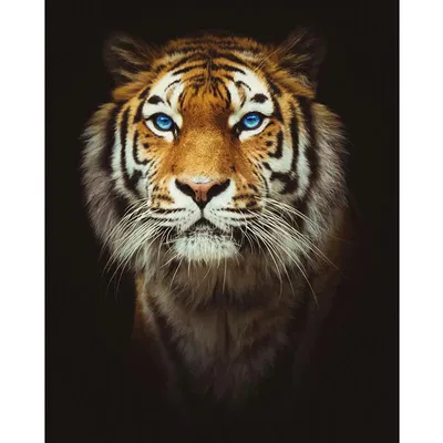 Купить АЖ-4139 Картина стразами 'Милый тигр' 30*40см, цена, фото, описание  - в Санкт-Петербурге в интернет-магазине Искусница