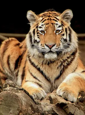 Милый тигр арт - 32 фото