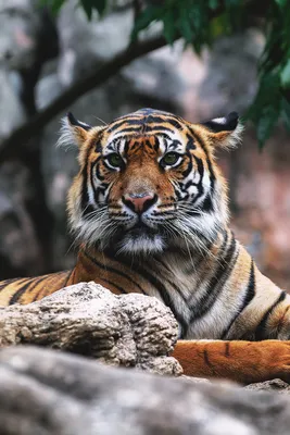 Мультфильм дикие животные для детей: Тигр. Милый тигр лежит и улыбается.  Векторное изображение ©ya-mayka 114454490