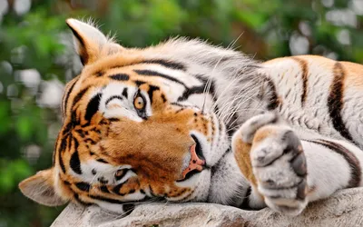 милый тигр стоковое фото. изображение насчитывающей бело - 118889582