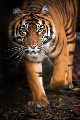 Картина на холсте \"Красивый тигр\"