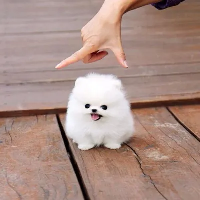 Самые маленькие породы собак в мире | Не собачник а собаковод! | Дзен