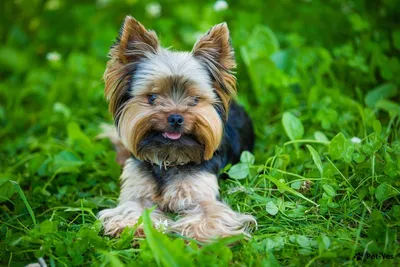 Маленькие породы собак: топ-10 самых миниатюрных пород
