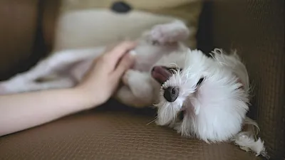 Милые монстрики: эти маленькие собаки могут укусить без причины -  PrimaMedia.ru