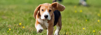 Болезнь Пертеса у собак: стадии, признаки и лечение