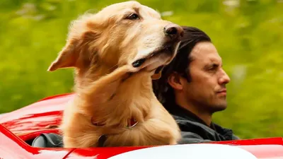 Невероятный мир глазами Энцо»: история удивительной собаки, обожающей  скорость - 7Дней.ру