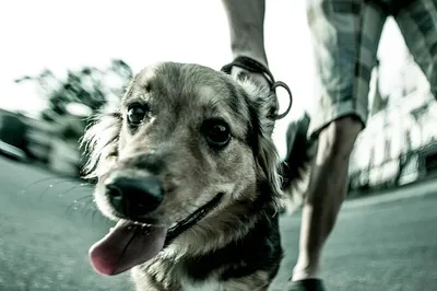 Пёс-гонщик: Вышел трейлер фильма «Невероятный мир глазами Энцо»